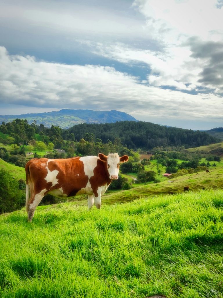 brown-and-white-cow-on-green-grass-field-during-daytime-nuct1pjrnhe