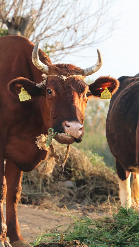 Productos de Dehesa del Alcornocal
