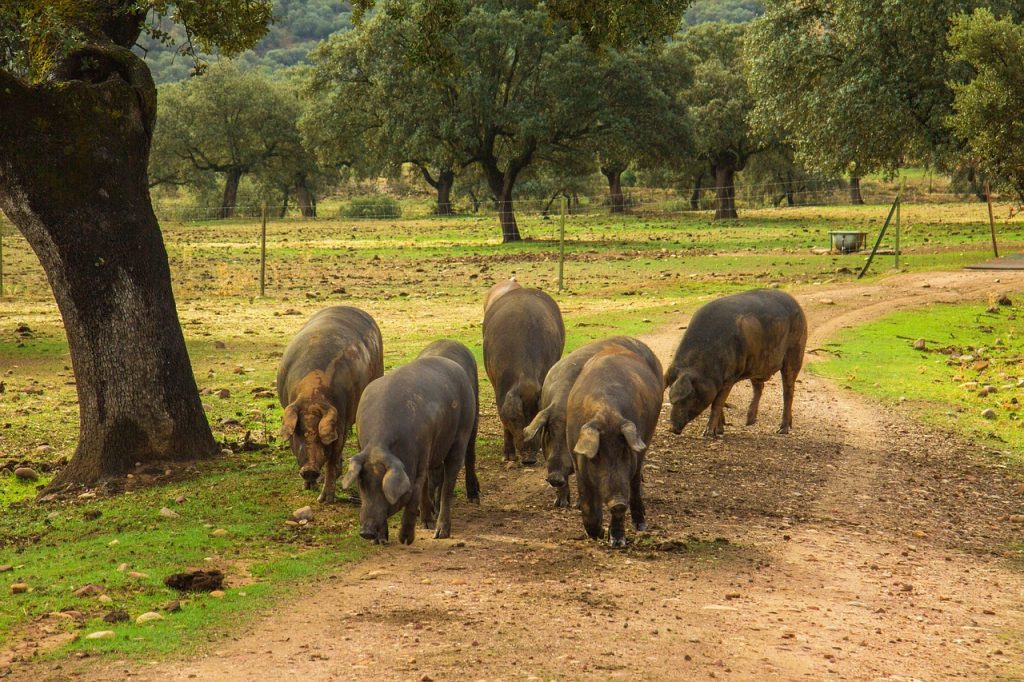 Productos de Dehesa del Alcornocal