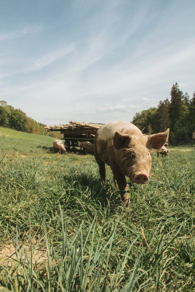 A pig wandering freely on a lush green pasture in Zurich, under a clear blue sky.